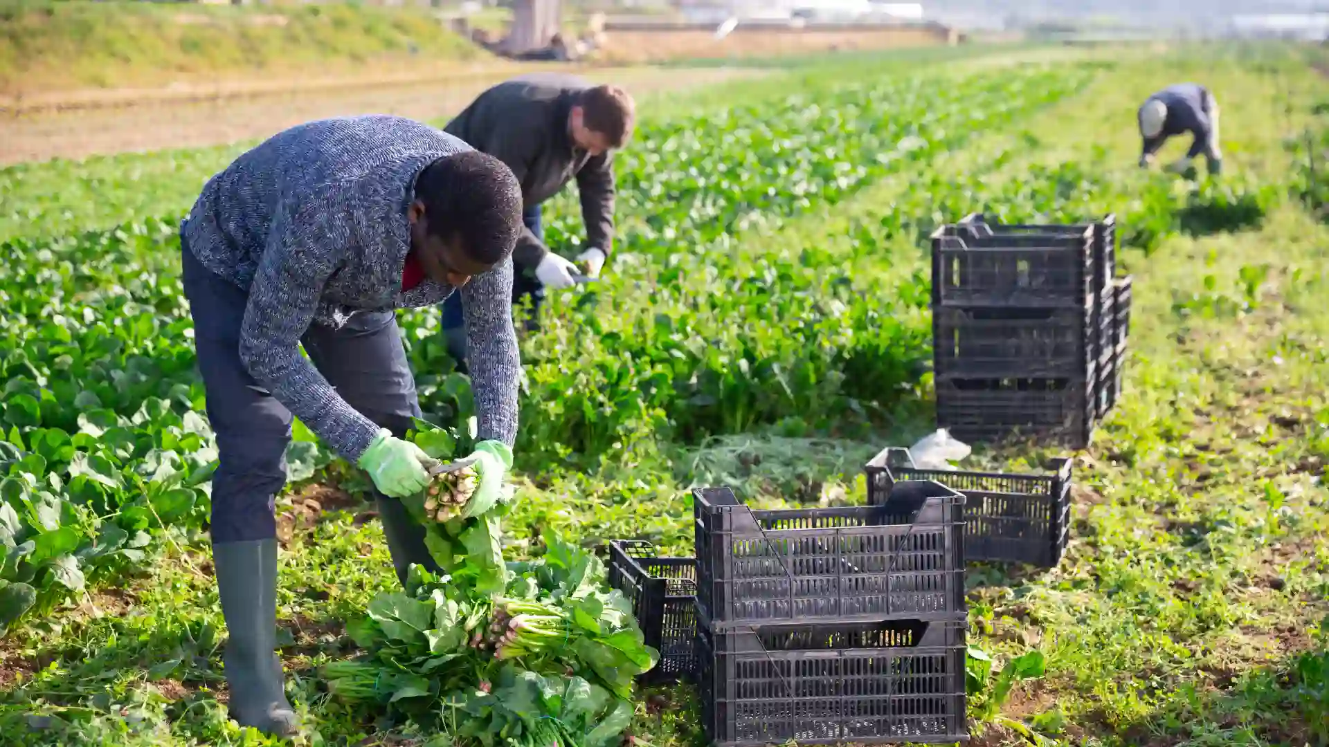 Agri Web Media Partnership | Easy R&D